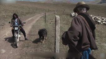 人杀藏獒视频在线观看,网络直播下的血腥一幕 第2张 人杀藏獒视频在线观看,网络直播下的血腥一幕 第2张